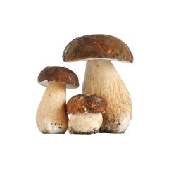 funghi_1